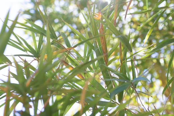 竹の森は 夏の太陽の下で葉および茎 — ストック写真