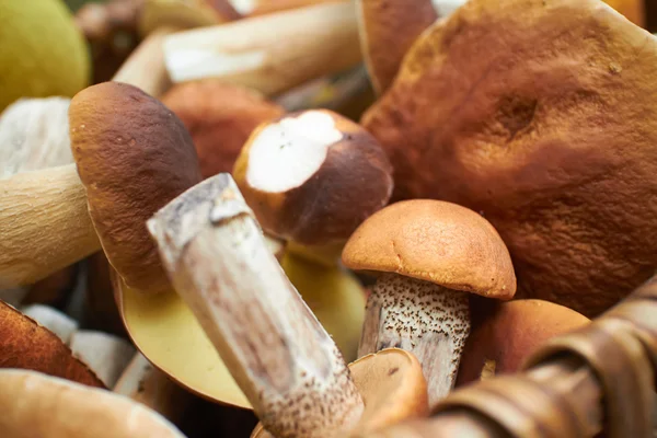 Cogumelos na cesta de madeira — Fotografia de Stock