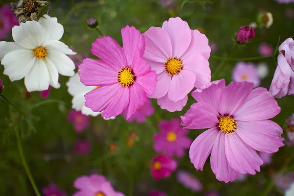 Beautiful spring flowers — Stock Photo, Image