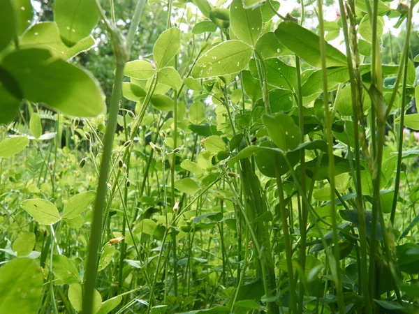 Verde Campo Verão Sob Sol Verão — Fotografia de Stock