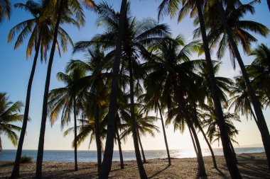 Güzel yeşil palmiye ağaçları