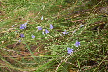 Yeşil çimen tarlası