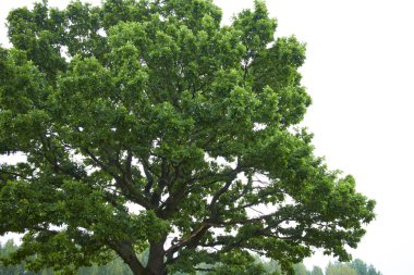 büyük yeşil ağaç