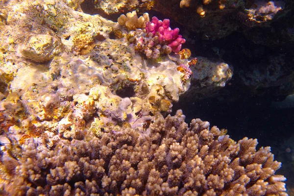 Коралловый риф в воде — стоковое фото