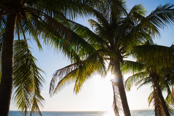 Prachtige groene palmbomen — Stockfoto