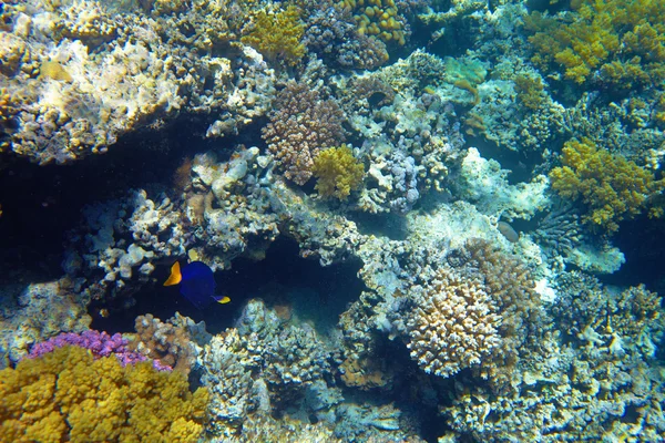 Hermoso arrecife de coral — Foto de Stock