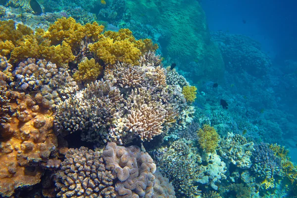 Hermoso arrecife de coral —  Fotos de Stock