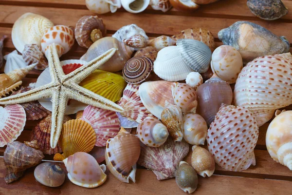 Conchiglie marine diverse — Foto Stock