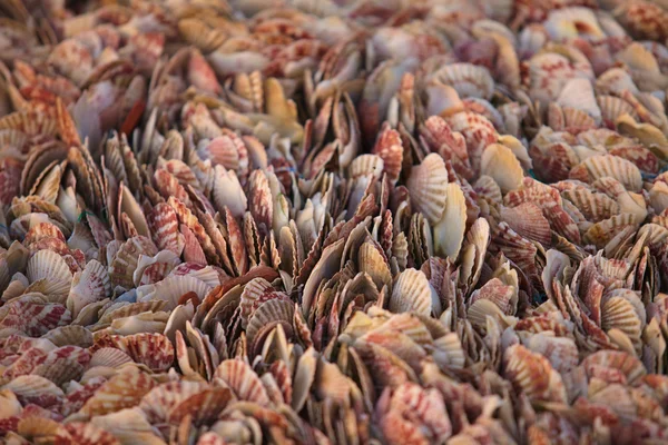 Grupo de conchas en la playa —  Fotos de Stock