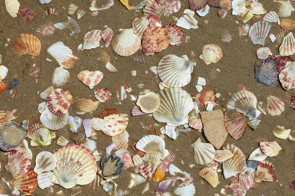 Різні морські мушлі — стокове фото