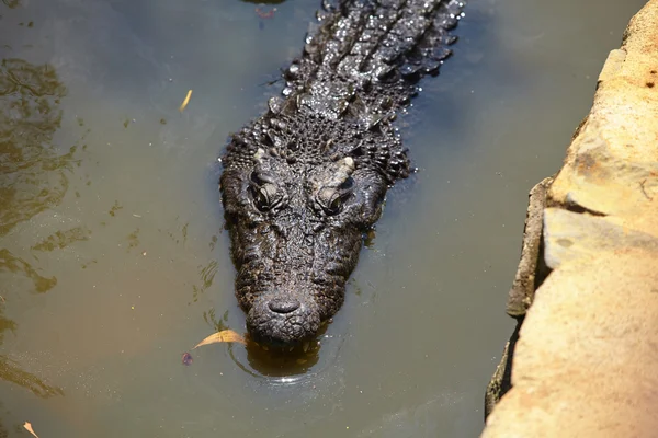 Crocodile resting on the shallow — Stock Photo, Image