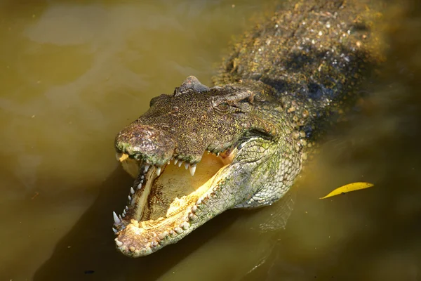 Crocodilo descansando no raso — Fotografia de Stock