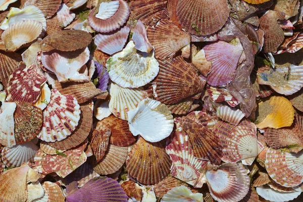 Різні морські мушлі — стокове фото