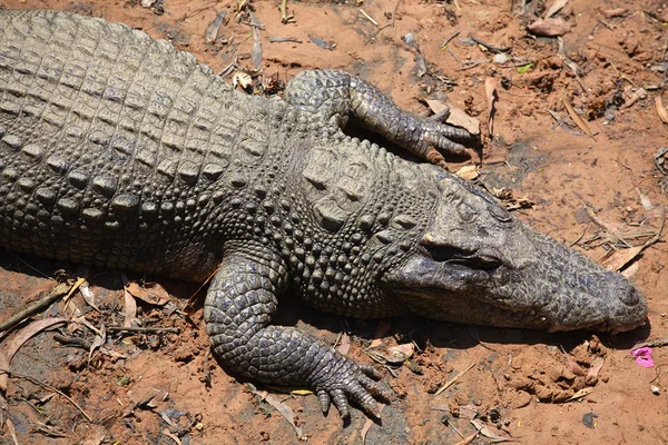 Crocodile resting on the shallow — Stock Photo, Image