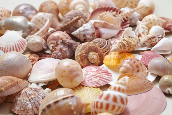 Schöne Muscheln — Stockfoto