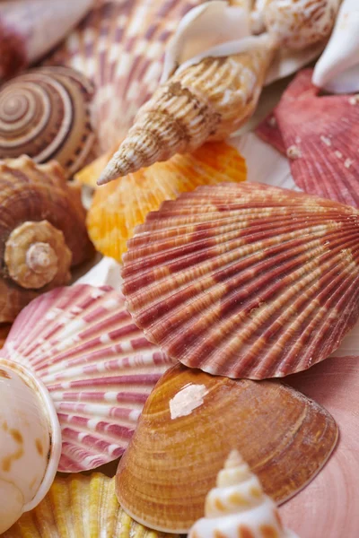 Conchas do mar agradável — Fotografia de Stock