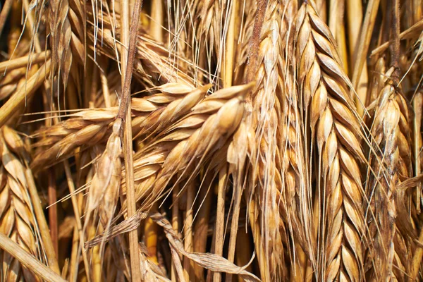 小麦的耳朵背景 — 图库照片