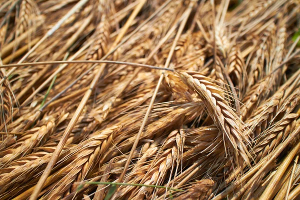 Пшеничные уши фон — стоковое фото