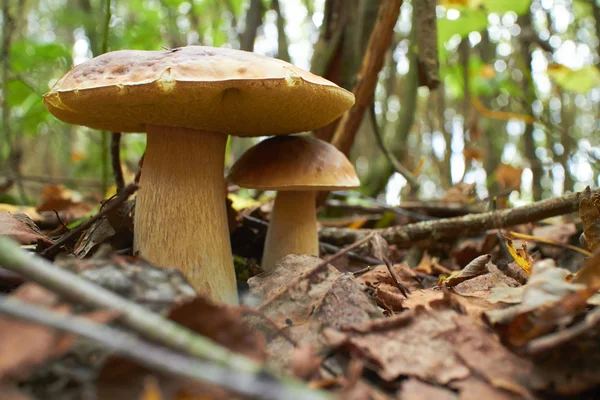 Big mushrooms in the forest — Stock Photo, Image