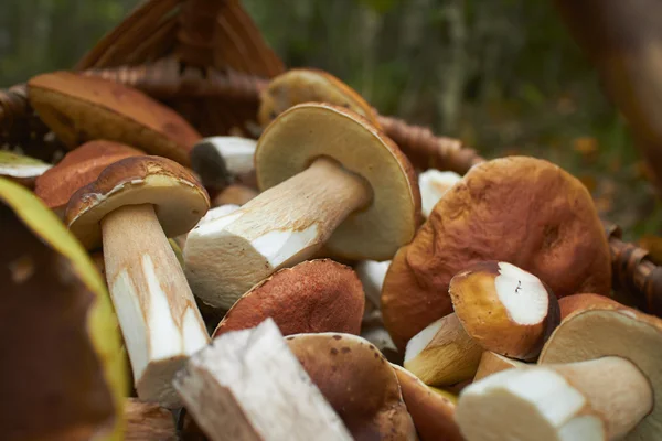Cogumelos na cesta de madeira — Fotografia de Stock