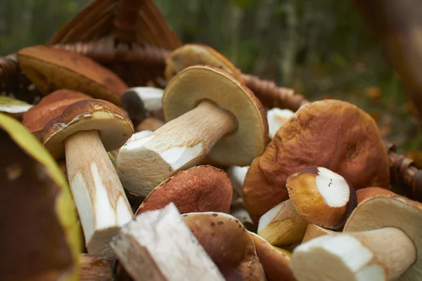 Champignons dans le panier en bois — Photo