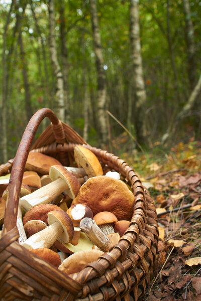 Mushrooms in the wooden basket