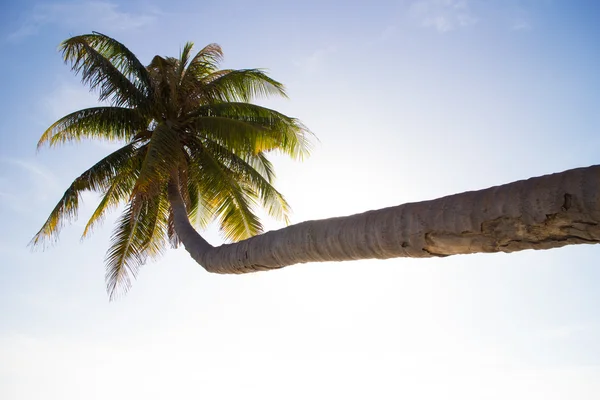 Green palm tree over blue sky Royalty Free Stock Photos