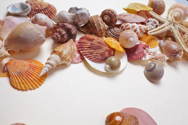 Nice sea shells — Stock Photo, Image