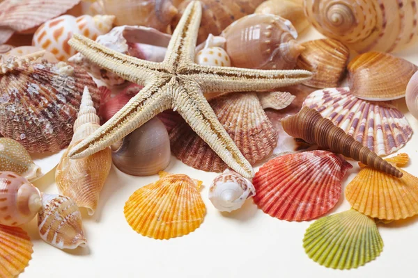 美丽的海贝壳 — 图库照片