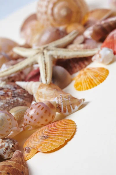 Mooie zeeschelpen — Stockfoto