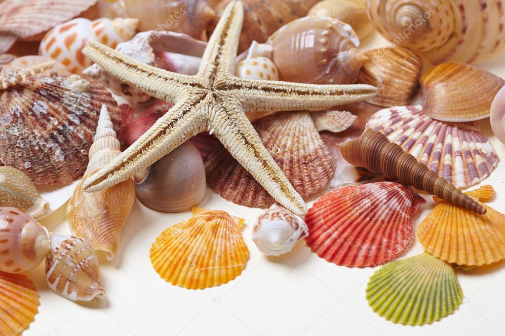 Nice sea shells