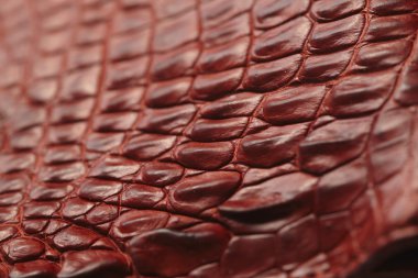 timsah desenli arka plan