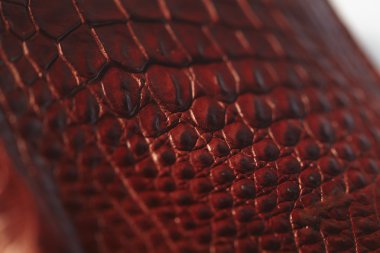 timsah desenli arka plan