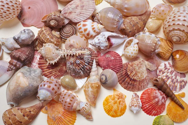 Conchas de mar agradable —  Fotos de Stock