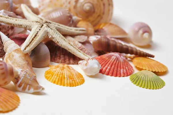 Nice sea shells — Stock Photo, Image