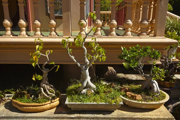 Belas árvores bonsai — Fotografia de Stock