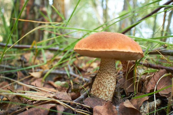 Forest mushroom in the grass — Stock Photo, Image