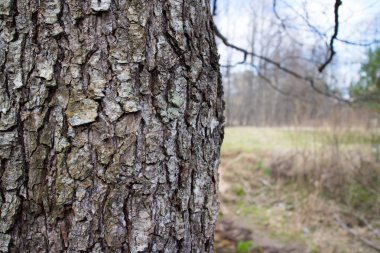Bahar ağaç kabuğu