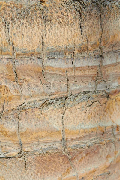 パーム樹皮のテクスチャー — ストック写真