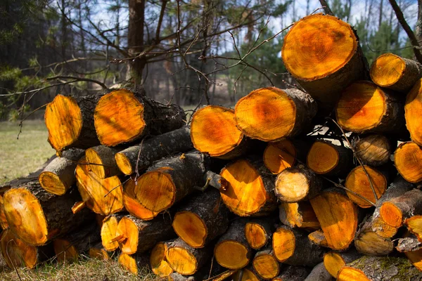 Trockenes Brennholz in Nahaufnahme — Stockfoto