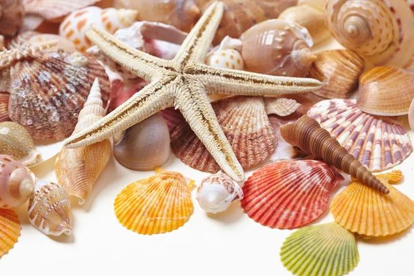 Montón de bonitas conchas —  Fotos de Stock