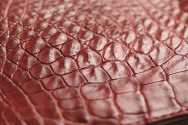 timsah desenli arka plan