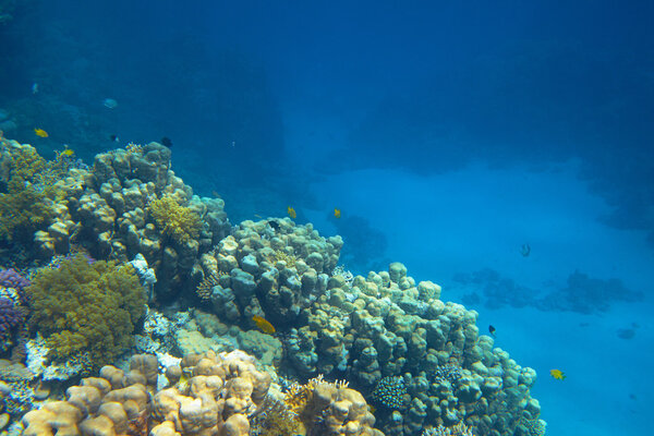 Beautiful coral reef