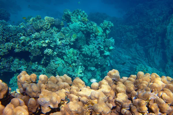 Beau récif corallien — Photo