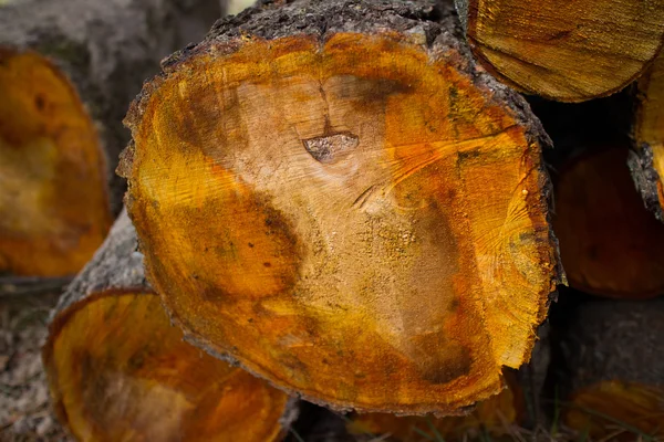 Сухие дрова крупным планом — стоковое фото