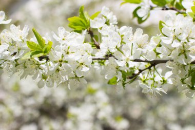 Bahar ağacı arkaplanı