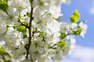 Bahar ağacı arkaplanı