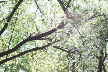 elma ağacı dalları doğal zemin, Bahar kavramı üzerine çiçekli 