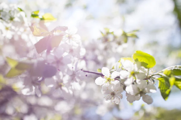 Spring tree background — Stock Photo, Image