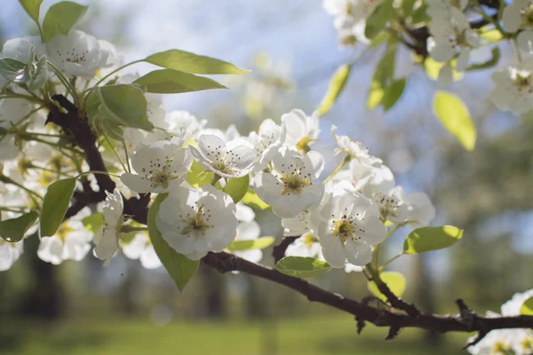 Blommande Apple Trädgrenar Naturlig Bakgrund Våren Koncept — Stockfoto